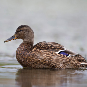 Mallard