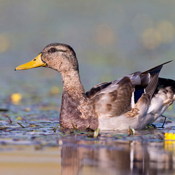Mallard