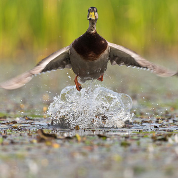 Mallard