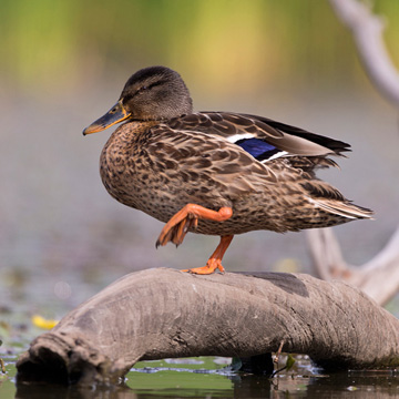 Mallard