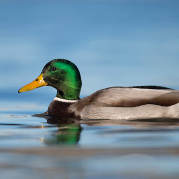 Mallard