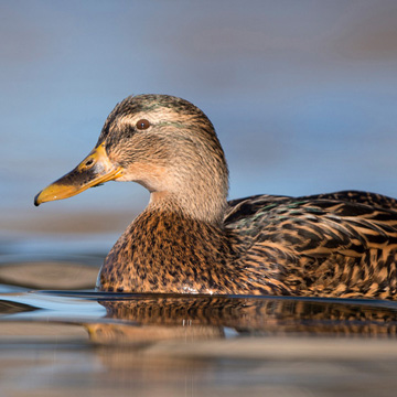 Mallard