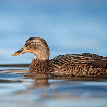 Mallard