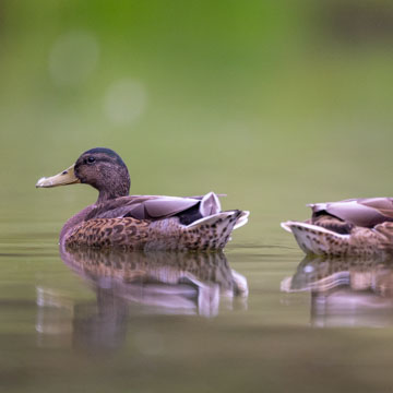 Stockente