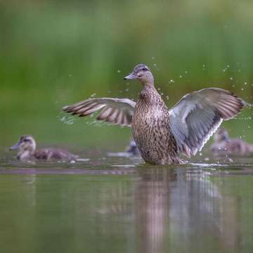 Stockente
