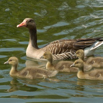 Greylag Goose