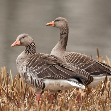 Greylag Goose