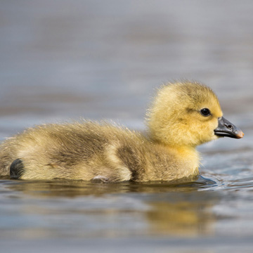 Greylag Goose