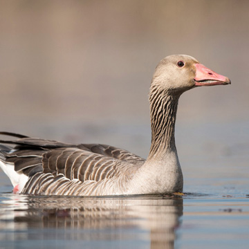 Greylag Goose