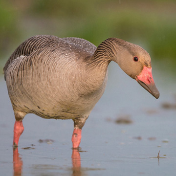 Greylag Goose