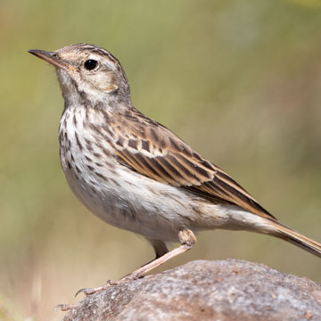 Berthelot's Pipit