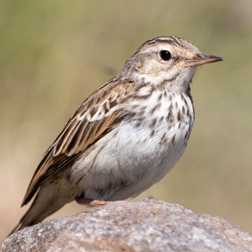 Berthelot's Pipit