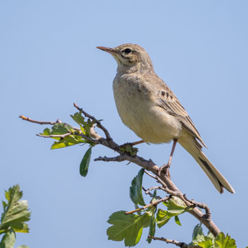 Tawny Pipit
