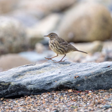 European Rock Pipit