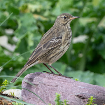 European Rock Pipit