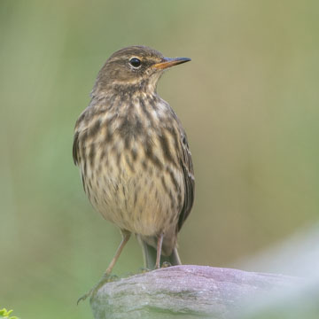 European Rock Pipit