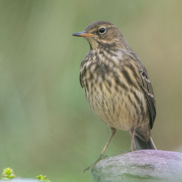 European Rock Pipit