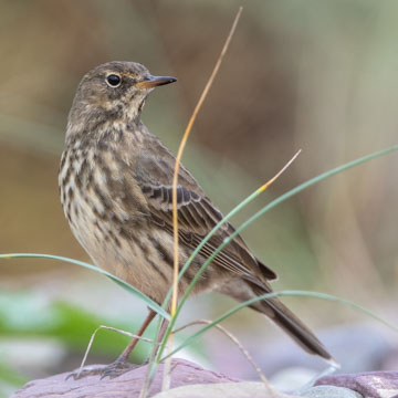 European Rock Pipit