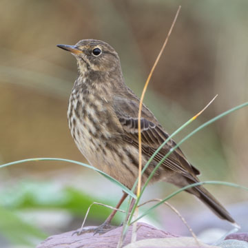 European Rock Pipit