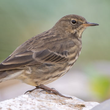 European Rock Pipit