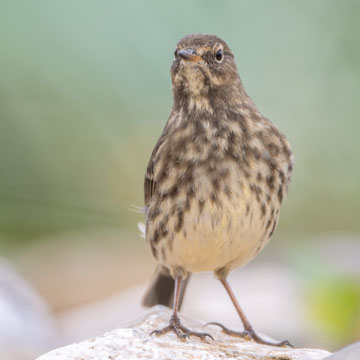 European Rock Pipit