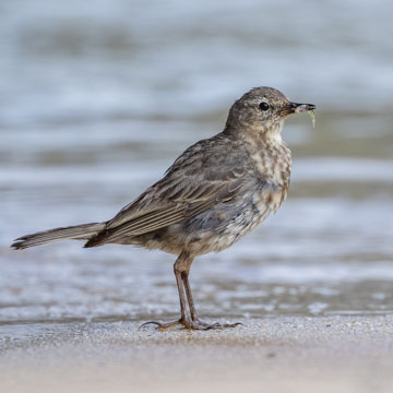 Strandpieper
