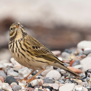 Meadow Pipit