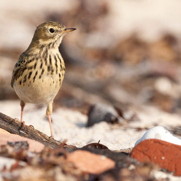 Meadow Pipit