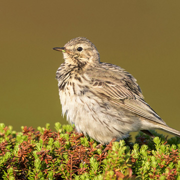 Meadow Pipit