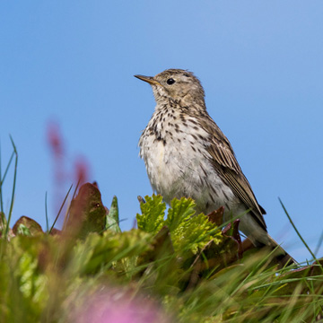 Meadow Pipit