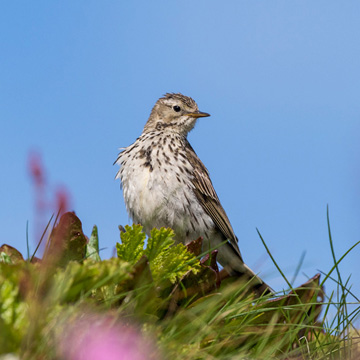 Wiesenpieper