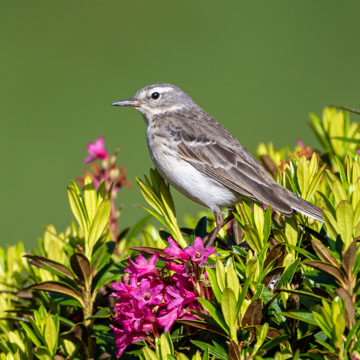 Bergpieper
