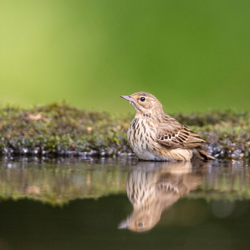 Tree Pipit