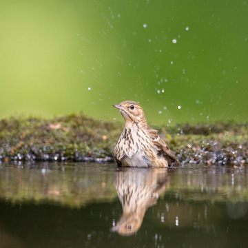 Tree Pipit