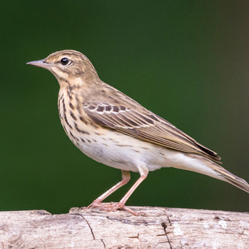 Tree Pipit