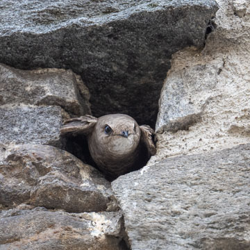 Pallid Swift