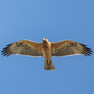 Bonelli's Eagle