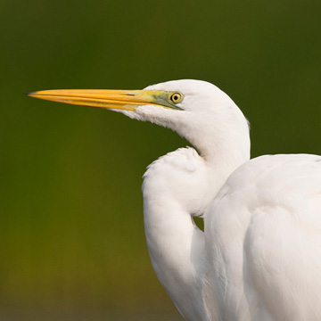 Great Egret