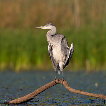 Grey Heron