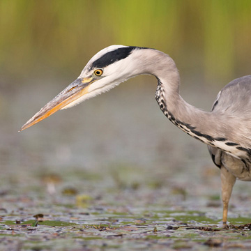 Grey Heron