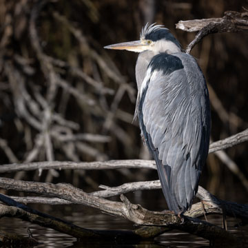 Grey Heron