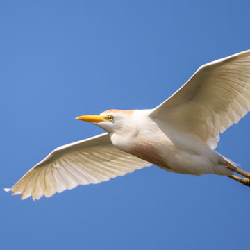 Western Cattle Egret