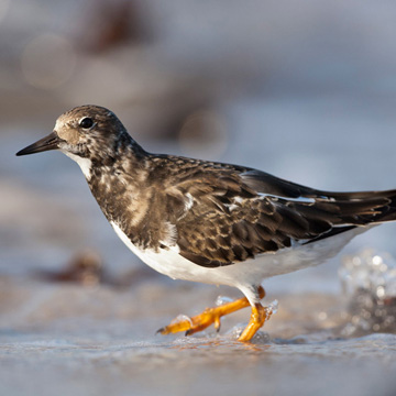 Ruddy Turnstone