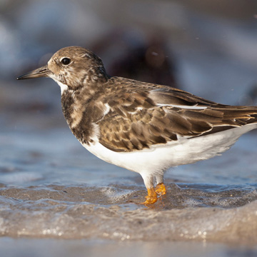 Ruddy Turnstone