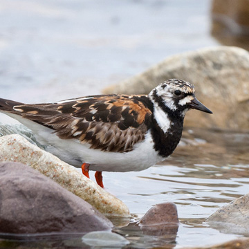 Ruddy Turnstone