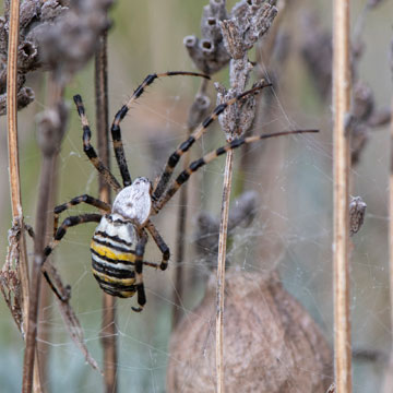 Wasp Spider