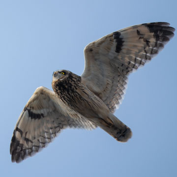 Short-eared Owl