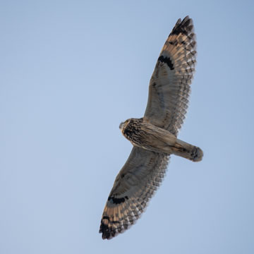 Short-eared Owl