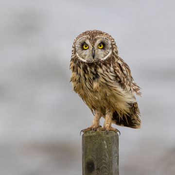 Short-eared Owl