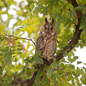 Long-eared Owl